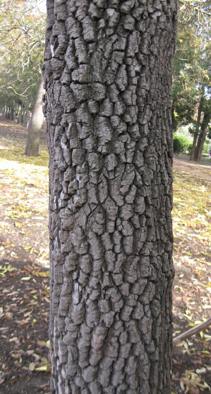 Image of Diospyros virginiana specimen.