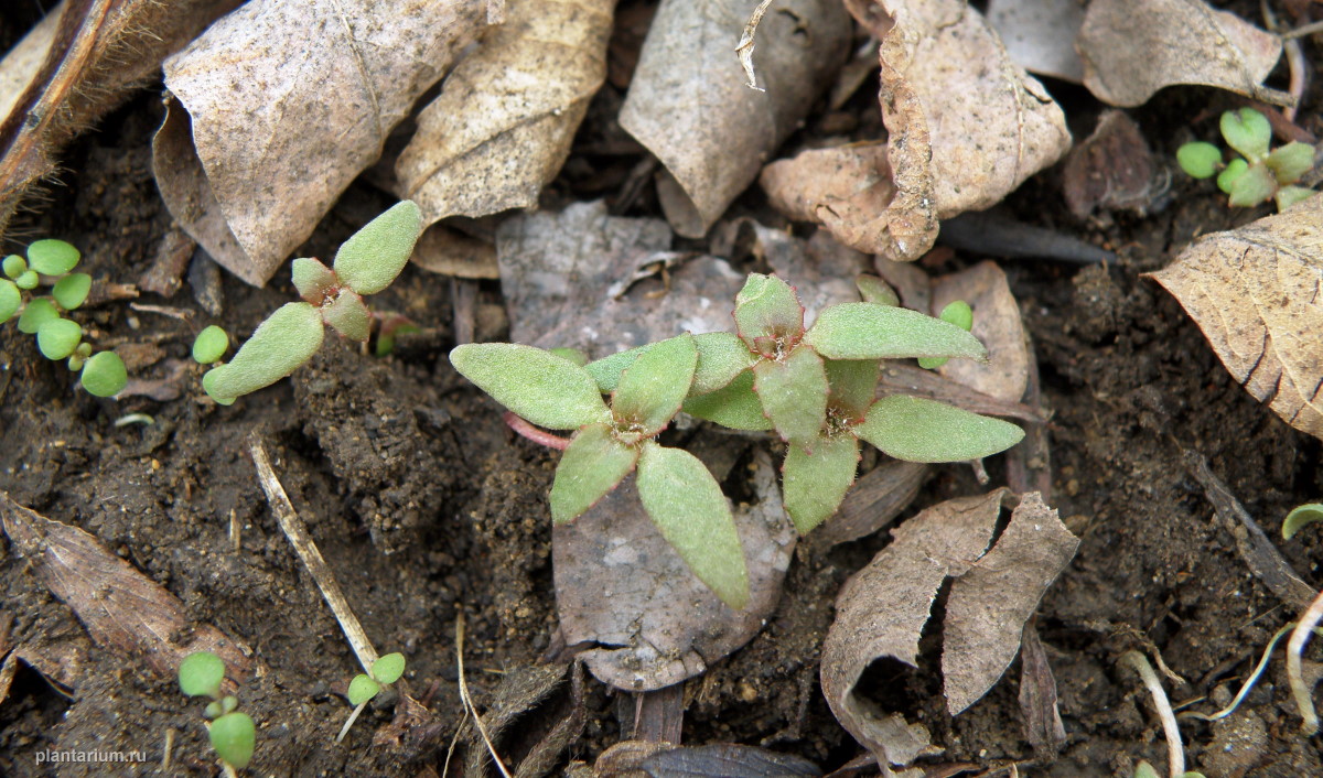 Image of Androsace maxima specimen.