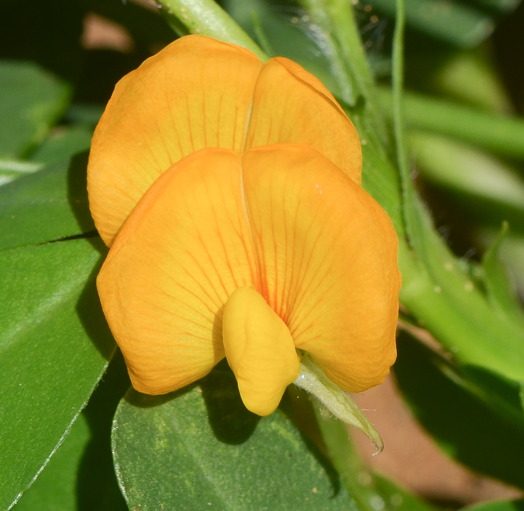 Image of Arachis hypogaea specimen.