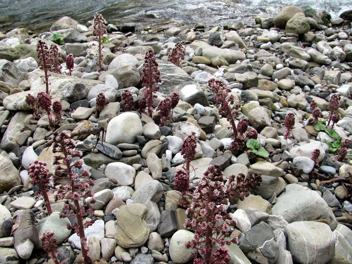 Image of Petasites hybridus specimen.