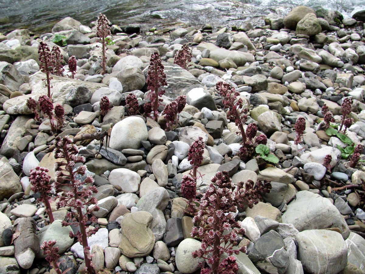 Изображение особи Petasites hybridus.