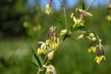 Thalictrum simplex. Часть соцветия. Новгородская обл., Боровичский р-н, 1,5 км на с.-в. от дер. Папорть, луг между безымянным озером и редколесьем. 04.07.2015.