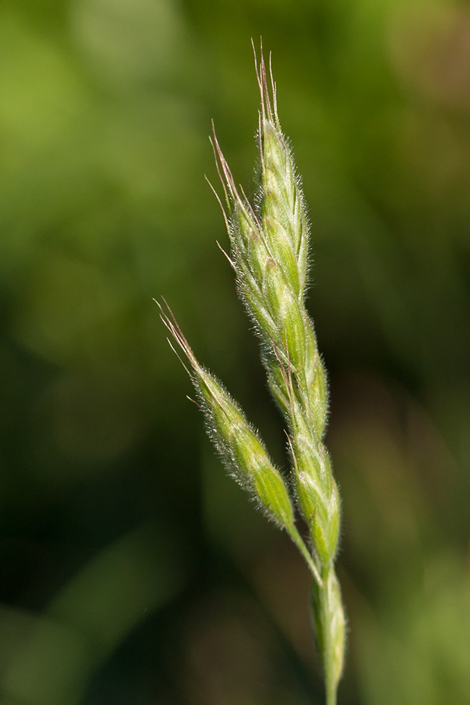 Изображение особи Bromus hordeaceus.