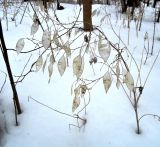 Lunaria rediviva. Верхушка побега с остатками стручковых перегородок отплодоносившего растения. Московская обл., Сергиево-Посадский р-н, вдп. Гремячий Ключ. 08.03.2015.