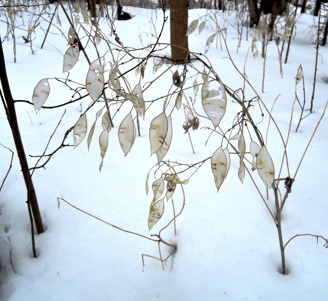 Изображение особи Lunaria rediviva.