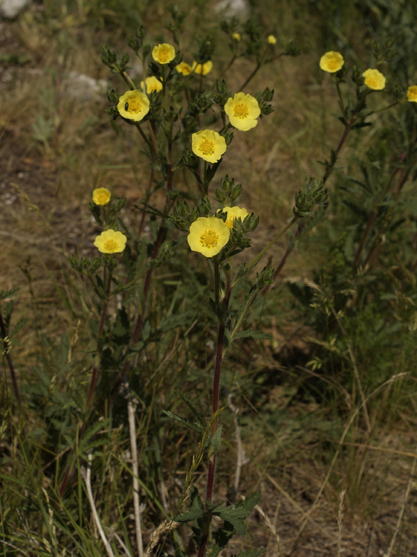 Изображение особи Potentilla pedata.