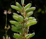 Lupinus × regalis. Часть побега с созревающими плодами. Московская обл., Раменский р-н, окр. дер. Хрипань, садовый участок. 24.06.2015.