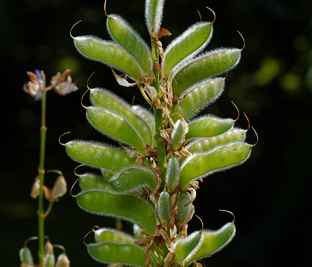 Изображение особи Lupinus &times; regalis.