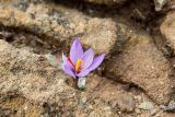 Crocus cartwrightianus