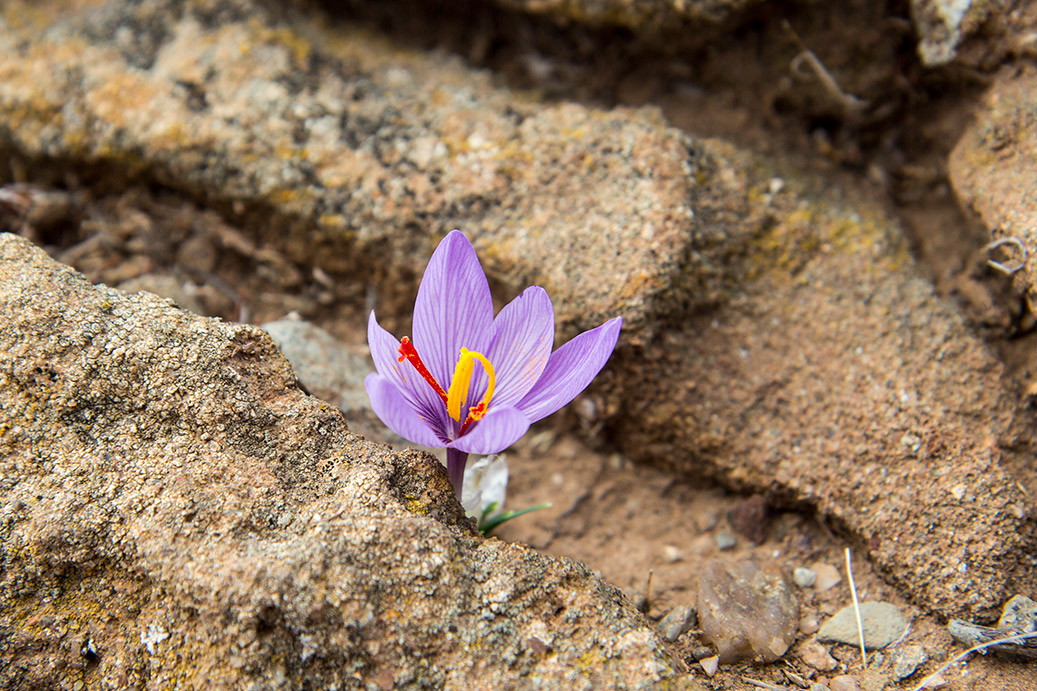 Image of Crocus cartwrightianus specimen.