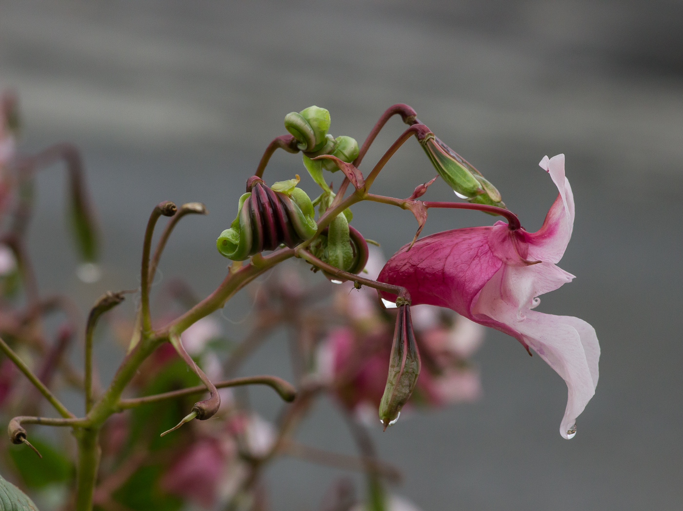 Изображение особи Impatiens glandulifera.
