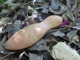 Castanospermum australe