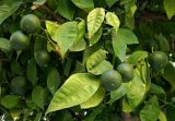 Citrus sinensis. Верхушки веточек с незрелыми плодами. Испания, Андалусия, провинция Малага, г. Антекера, уличное озеленение. Август 2015 г.