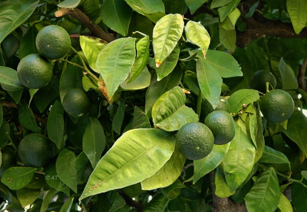Image of Citrus sinensis specimen.