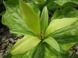 Trillium cuneatum