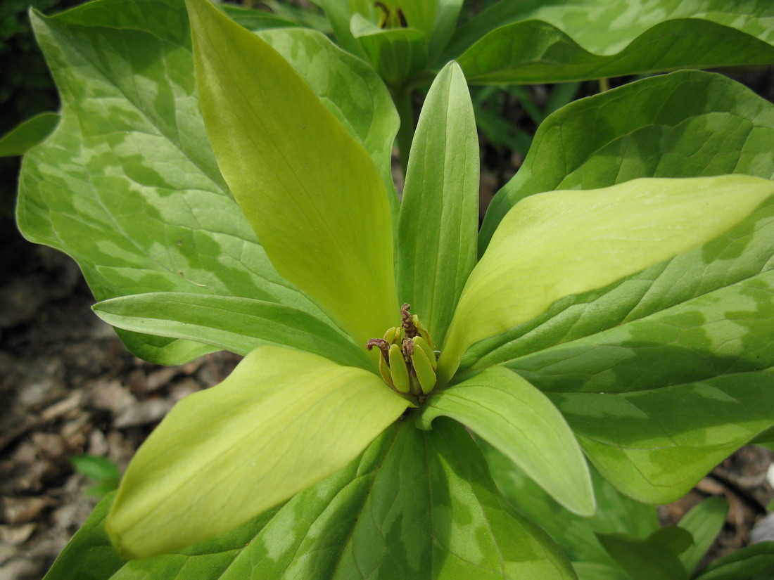 Изображение особи Trillium cuneatum.