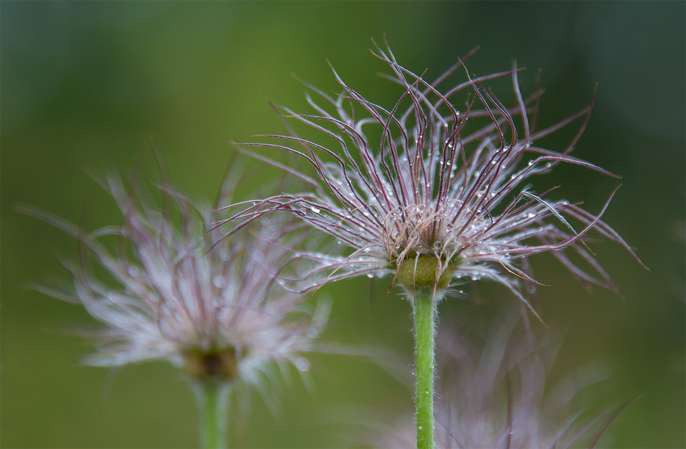 Изображение особи Pulsatilla uralensis.