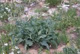 Trachelanthus korolkowii. Плодоносящее растение. Южный Казахстан, горы Алатау (Даубаба), гребень хребта восточнее Восточного перевала, ~1680 м н.у.м. 04.07.2014.