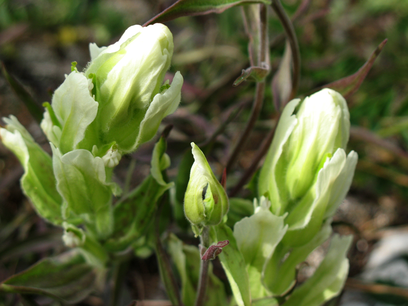 Изображение особи Castilleja pallida.