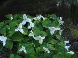 Trillium ovatum. Куртина цветущих растений. Великобритания, Шотландия, Эдинбург, Royal Botanic Garden Edinburgh. 4 апреля 2008 г.