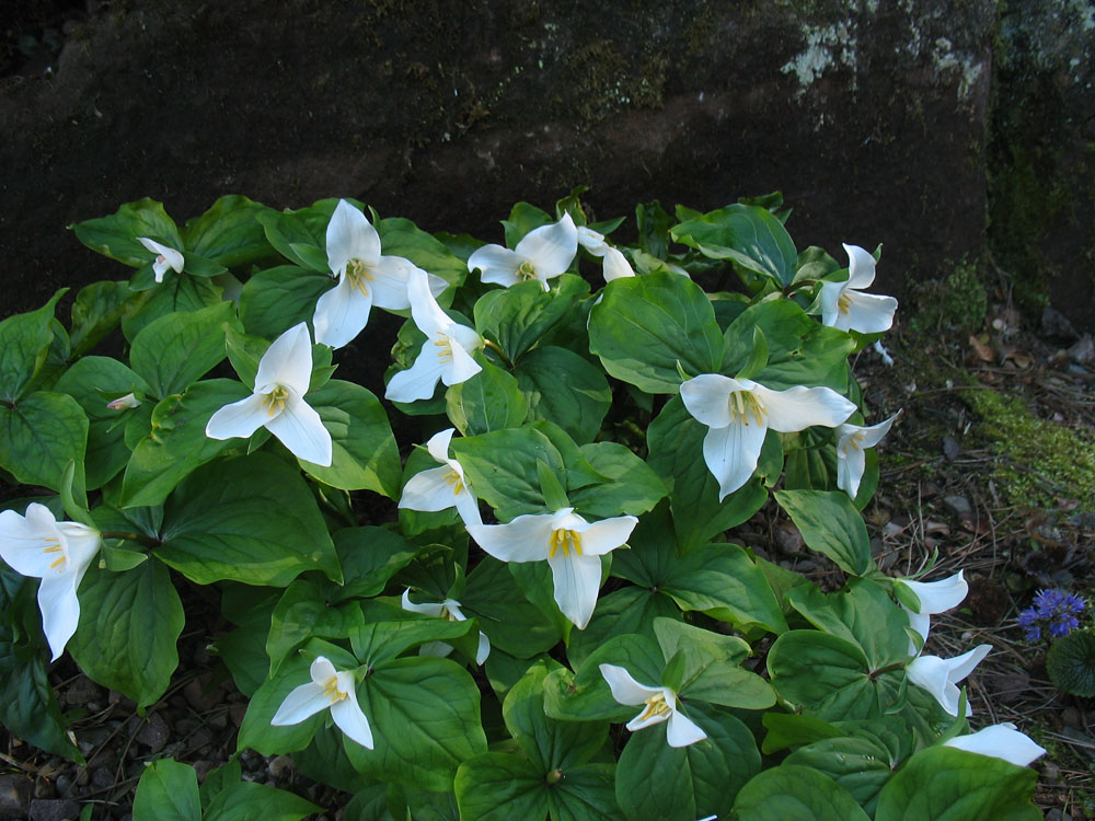 Изображение особи Trillium ovatum.