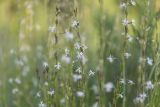 Silene tatarica