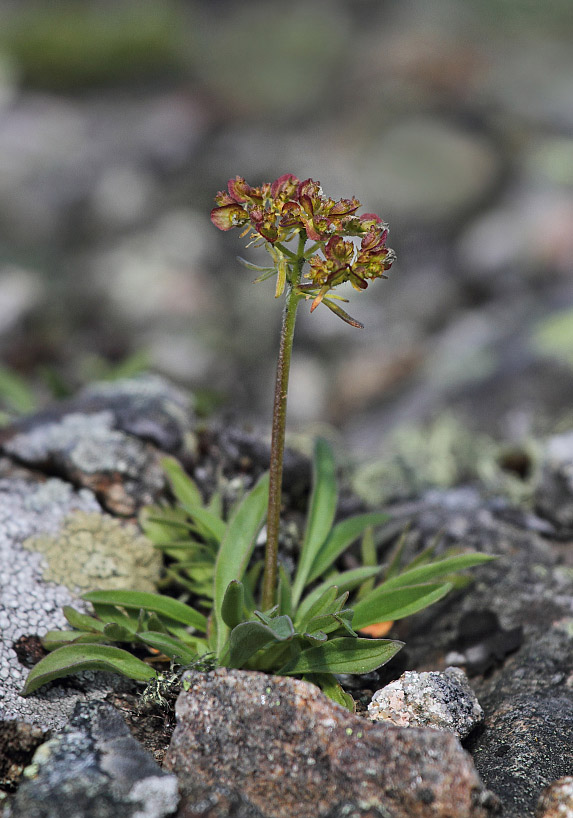 Изображение особи Patrinia sibirica.