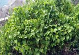 Stemona tuberosa. Побеги вегетирующих растений. Таиланд, остров Тао, каменистое побережье. 26.06.2013.