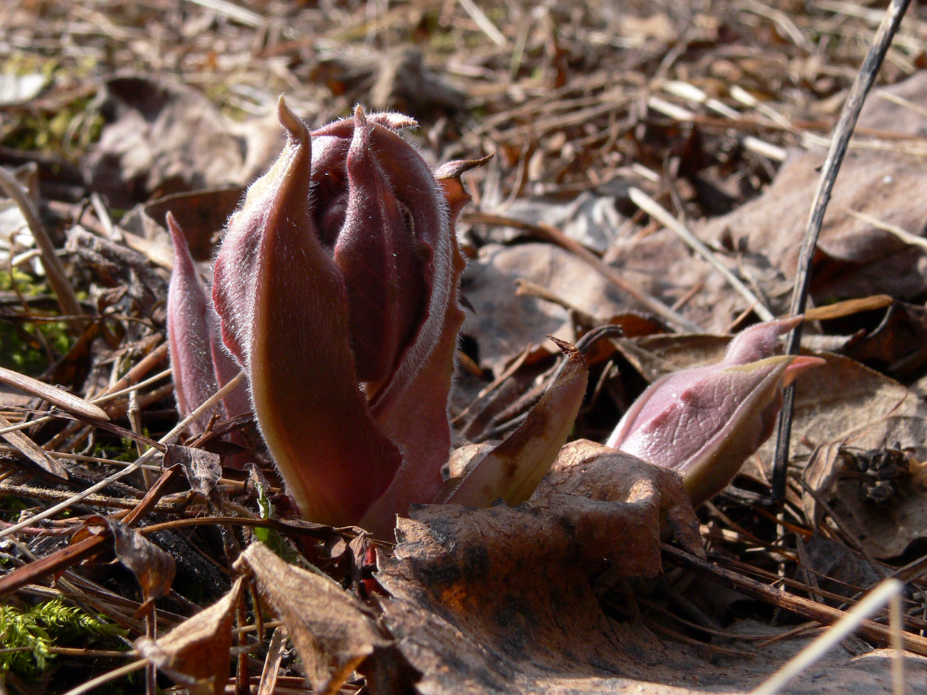 Image of Pulmonaria mollis specimen.