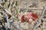 Salsola arbuscula. Верхушка ветви с плодами. Казахстан, Кызыл-Ординская обл., г. Байконур, левый берег р. Сыр-Дарья у понтонной переправы; песчаный массив. 05.09.2009.