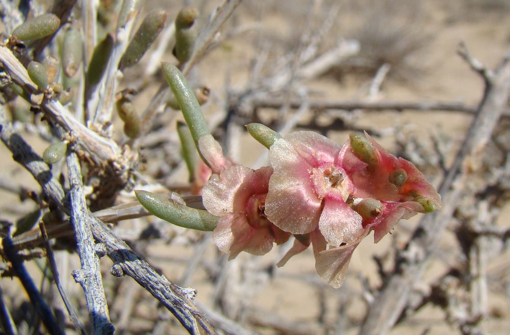 Изображение особи Salsola arbuscula.