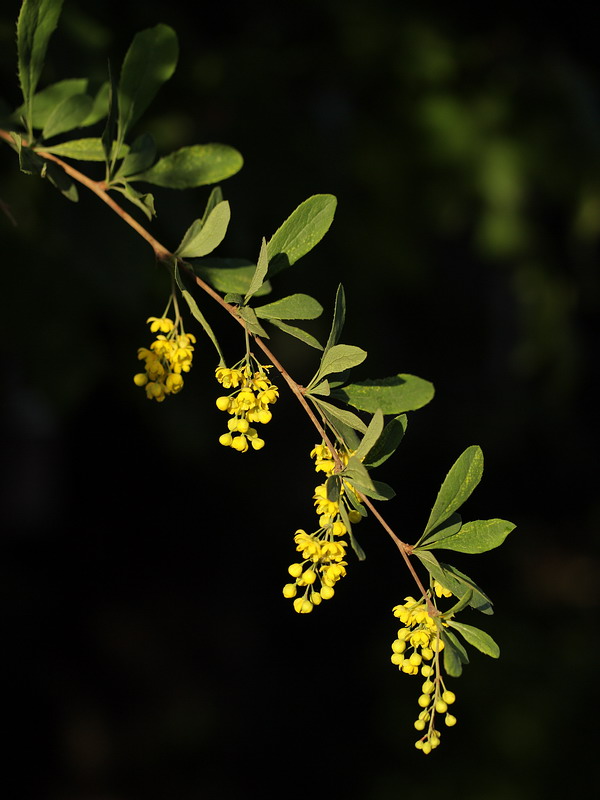 Image of Berberis vulgaris specimen.