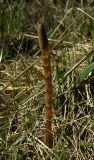 Equisetum sylvaticum. Весенний спороносный побег. Новгородская обл., г. Боровичи, Бобровские горы, луговая низина. 06.05.2015.
