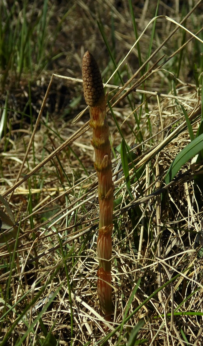 Image of Equisetum sylvaticum specimen.