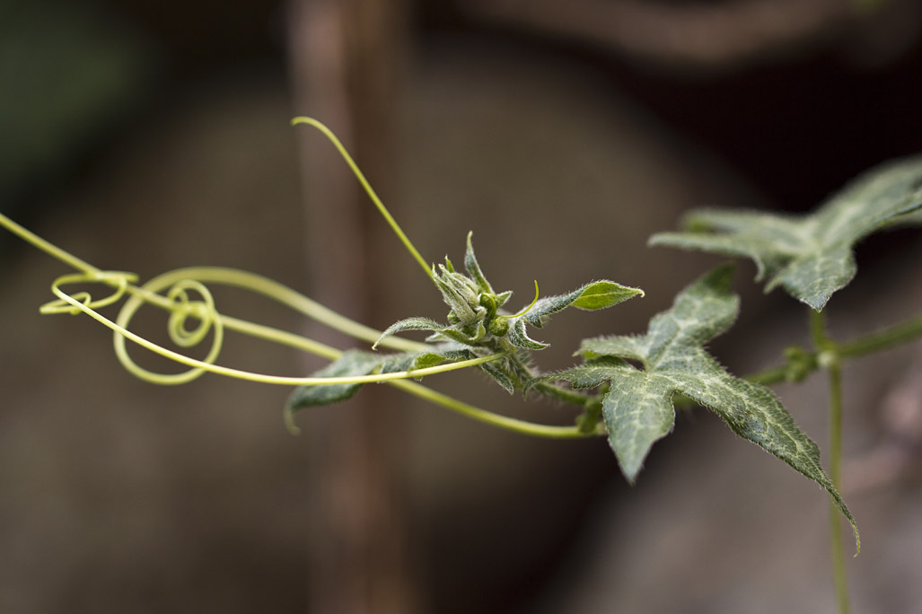 Image of Bryonia cretica specimen.
