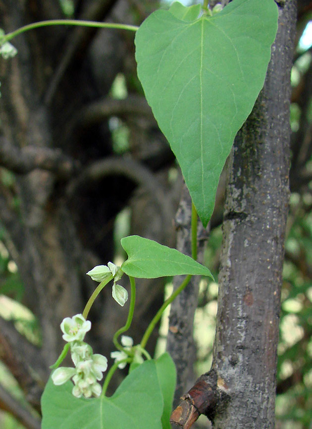 Image of Fallopia convolvulus specimen.