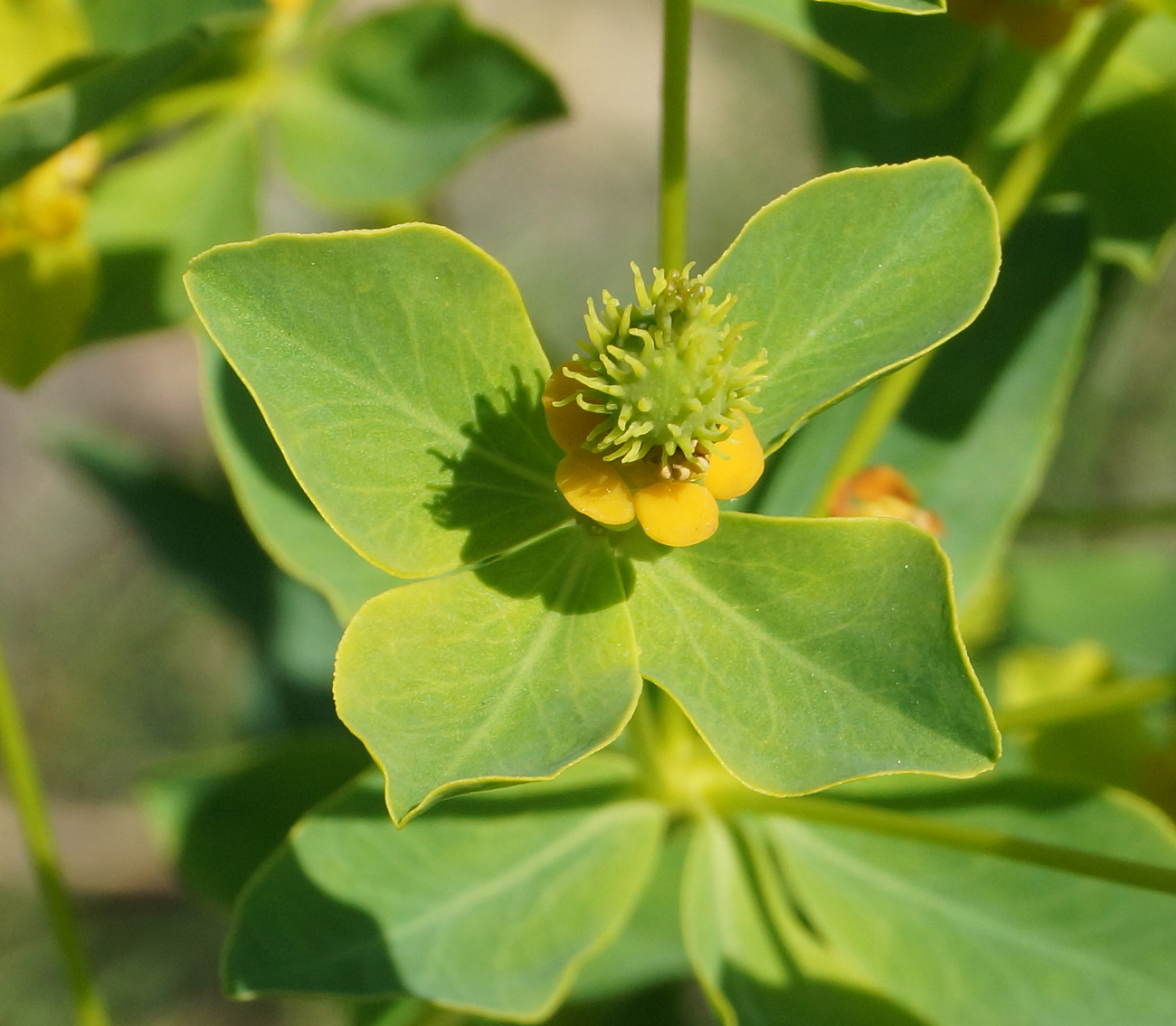Image of Euphorbia macrorhiza specimen.