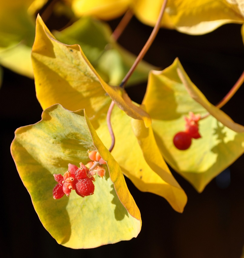 Image of Lonicera prolifera specimen.