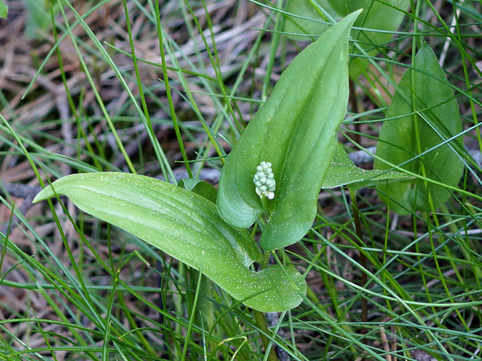 Изображение особи Maianthemum bifolium.