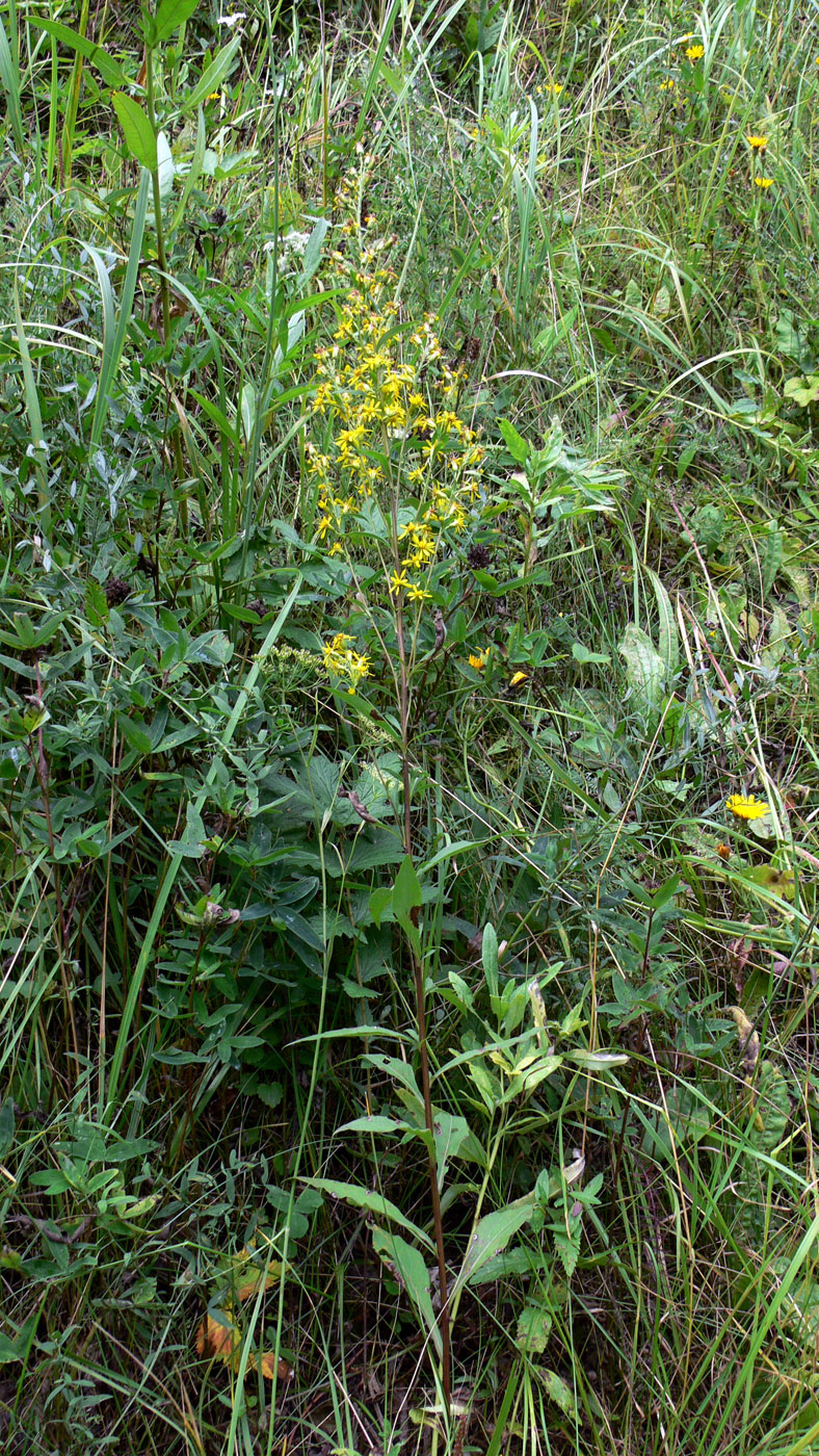 Изображение особи Solidago virgaurea.