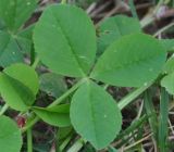 Trifolium hybridum