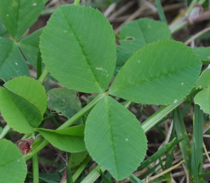 Изображение особи Trifolium hybridum.