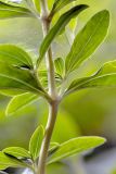 Saponaria officinalis