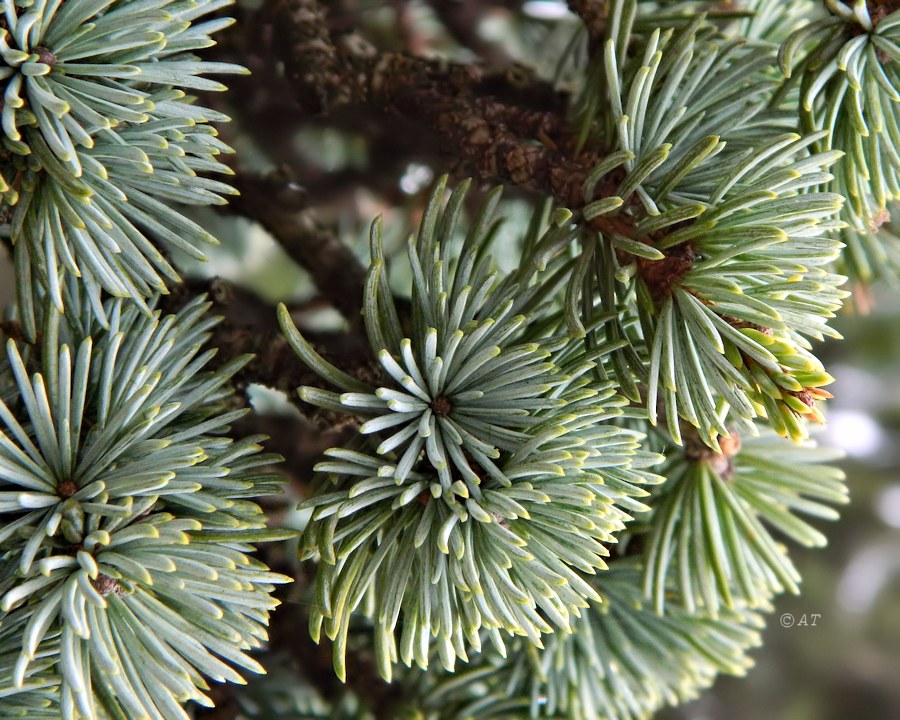 Image of Cedrus atlantica specimen.