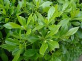 Pittosporum heterophyllum