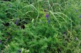 Vicia cracca