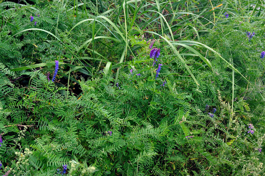 Image of Vicia cracca specimen.