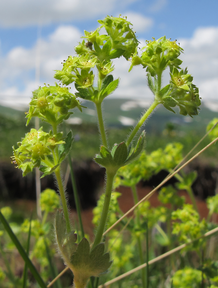 Image of Alchemilla orthotricha specimen.