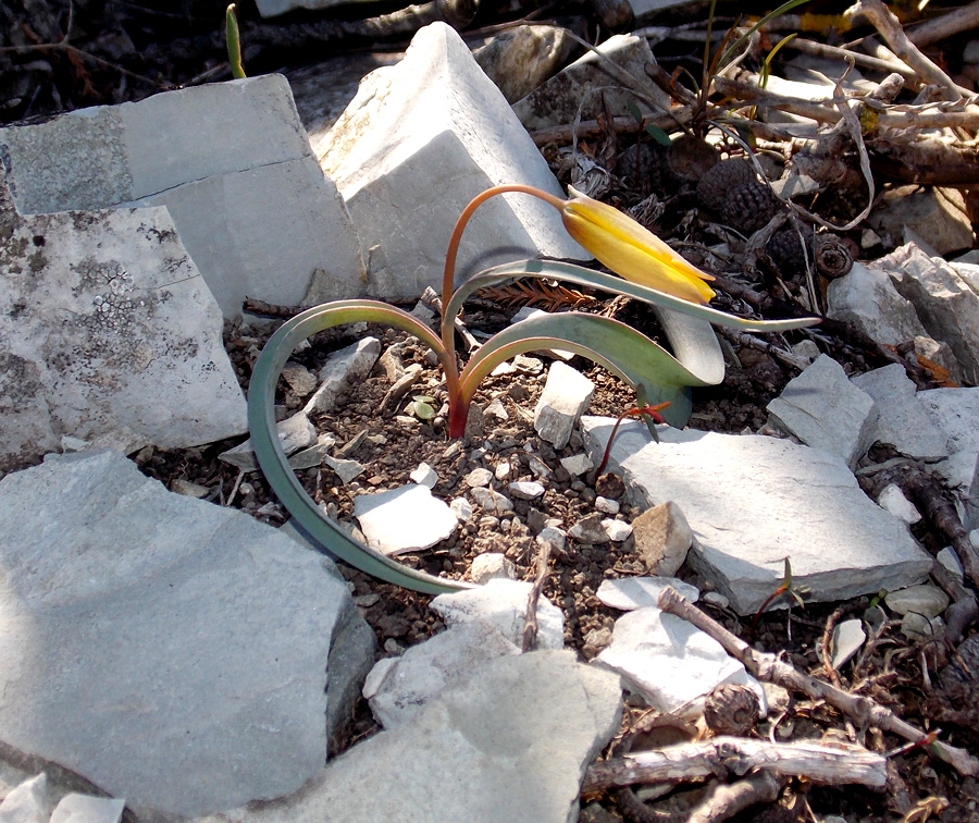Image of Tulipa australis specimen.
