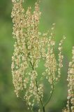 Rumex tuberosus. Средняя часть соплодия с созревающими плодами. Черноморское побережье Кавказа, м/о город-курорт Геленджик, хребет Нексис, луговая степь, выс. ≈ 290 м н.у.м. 31 мая 2014 г.